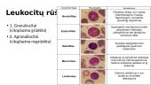 Leukocitai, jų rūšys 3 puslapis