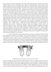 Magnetinio lauko ir laidininko su srove sąveika 14 puslapis