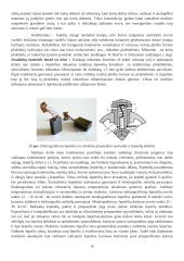 Magnetinio lauko ir laidininko su srove sąveika 15 puslapis