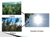 Čarlzas Darvinas ir evoliucijos teorija 13 puslapis