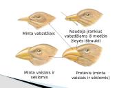 Čarlzas Darvinas ir evoliucijos teorija 7 puslapis