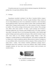 4 kambarių gyvenamasis namas 8 puslapis