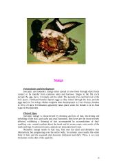 Animal diseases 16 puslapis
