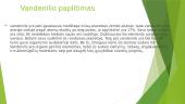 Cheminis elementas vandenilis 4 puslapis