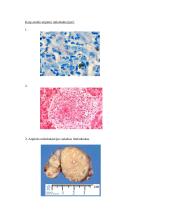 Atipinės mikobakterijos 6 puslapis