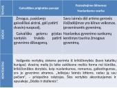 Krikščioniškasis Vaižganto apysakos „Dėdės ir dėdienės“ diskursas 6 puslapis