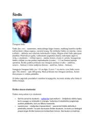 Teorija apie širdį