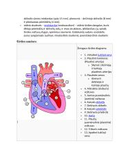Teorija apie širdį 2 puslapis