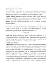 Lietuvių pamokos planas 3 pradinei klasei 2 puslapis