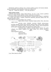Benzino centrinio įpurškimo sistemų analizė 3 puslapis