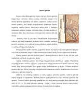 Burnos gleivinės imuninės apsaugos mechanizmai 2 puslapis