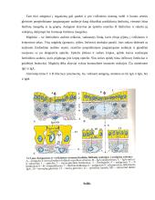 Burnos gleivinės imuninės apsaugos mechanizmai 4 puslapis