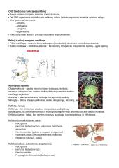 CNS PNS konspektas 2 puslapis