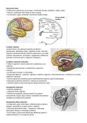 CNS PNS konspektas 11 puslapis