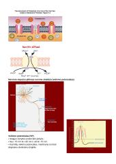 CNS PNS konspektas 17 puslapis