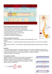 CNS PNS konspektas 19 puslapis