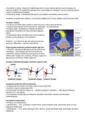 CNS PNS konspektas 20 puslapis