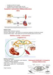 CNS PNS konspektas 3 puslapis