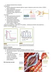 CNS PNS konspektas 6 puslapis