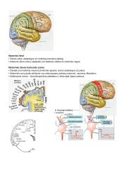 CNS PNS konspektas 10 puslapis