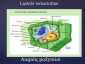 Apie augalų karalystę 2 puslapis