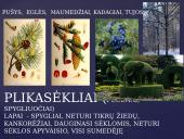 Apie augalų karalystę 11 puslapis