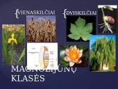 Apie augalų karalystę 13 puslapis