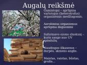Apie augalų karalystę 14 puslapis