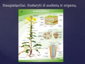 Apie augalų karalystę 3 puslapis