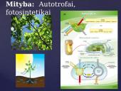 Apie augalų karalystę 4 puslapis