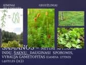 Apie augalų karalystę 8 puslapis