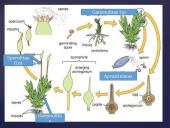 Apie augalų karalystę 9 puslapis