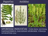 Apie augalų karalystę 10 puslapis