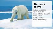 Baltasis lokys 2 puslapis