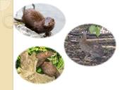 Populiacijos gausumo savireguliacija 6 puslapis