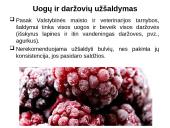 Šaldytas maistas 6 puslapis