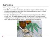 Narkotikai ir jų poveikis organizmui 8 puslapis