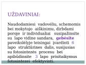 Lapas - fotosintezės organas 2 puslapis