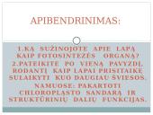 Lapas - fotosintezės organas 11 puslapis