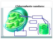 Lapas - fotosintezės organas 12 puslapis