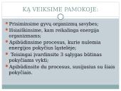 Lapas - fotosintezės organas 14 puslapis