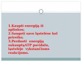 Lapas - fotosintezės organas 18 puslapis