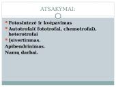 Lapas - fotosintezės organas 20 puslapis