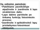 Lapas - fotosintezės organas 3 puslapis