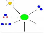 Lapas - fotosintezės organas 6 puslapis