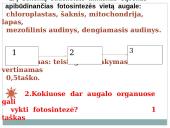 Lapas - fotosintezės organas 7 puslapis