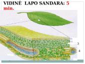 Lapas - fotosintezės organas 8 puslapis