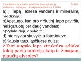 Lapas - fotosintezės organas 9 puslapis