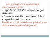 Lapas - fotosintezės organas 10 puslapis