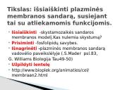 Plazminės membranos (plazmolemos) sandara ir savybės 2 puslapis